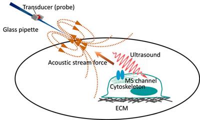 Force From Filaments: The Role of the Cytoskeleton and Extracellular Matrix in the Gating of Mechanosensitive Channels